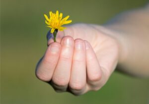 hand, gift, flower, pleasure, love, gratitude, peace, coltsfoot, child, beautiful flowers, show, give a gift, flower background, symbol, emotion, welcome, mindfulness, valentine, nature, friendship, friendly, gesture, flower wallpaper, a gesture of friendship, a gesture of love